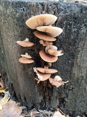 Crepidotus calolepis