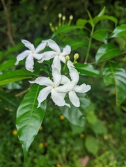 Tabernaemontana divaricata