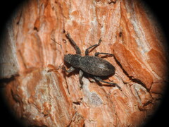 Brachyderes incanus