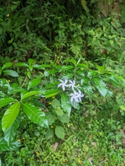 Tabernaemontana divaricata