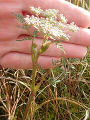 Peucedanum palustre