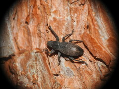 Brachyderes incanus