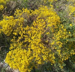 Gutierrezia sarothrae