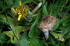 Agaricus micromegethus