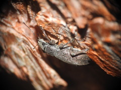 Brachyderes incanus