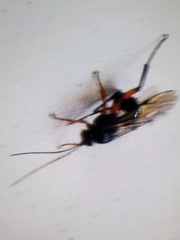 Pimpla pedalis