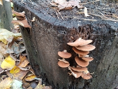 Crepidotus calolepis