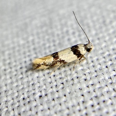 Macrobathra desmotoma