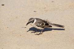 Mimus parvulus barringtoni