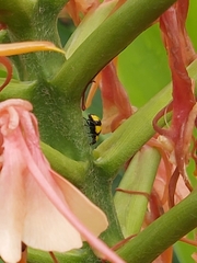 Illeis galbula