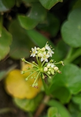 Hydrocotyle umbellata