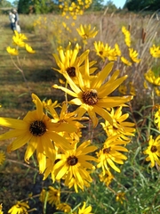 Helianthus angustifolius