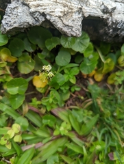 Hydrocotyle umbellata
