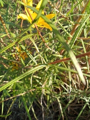 Helianthus angustifolius
