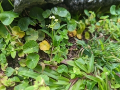 Hydrocotyle umbellata