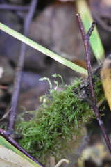 Amblystegium serpens