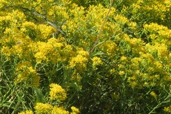 Gutierrezia sarothrae
