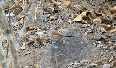 Tchagra australis