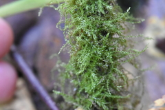 Amblystegium serpens