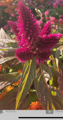 Celosia