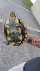 Trachemys dorbigni