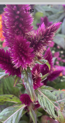 Celosia