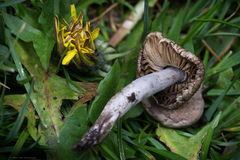 Agaricus micromegethus