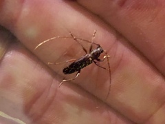 Stenelaphus alienus