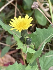 Sonchus oleraceus