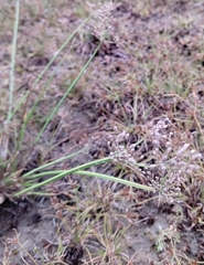 Fimbristylis quinquangularis quinquangularis