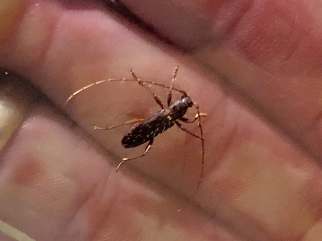Stenelaphus alienus