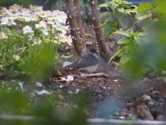 Petrochelidon nigricans