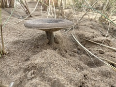 Melanoleuca cinereifolia