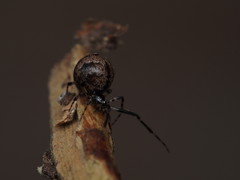 Cryptachaea blattea