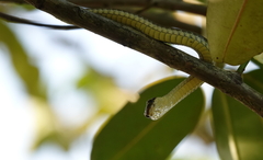 Dendrelaphis modestus