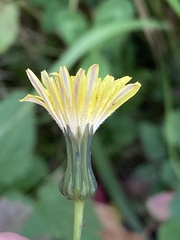 Sonchus oleraceus