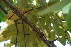 Dendrelaphis modestus