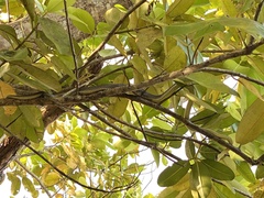 Dendrelaphis modestus