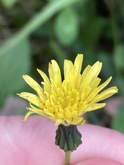 Sonchus oleraceus