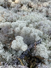 Cladonia stellaris