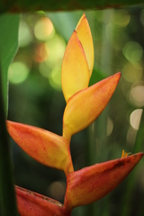 Heliconia uxpanapensis, photograph (c) Adrianh M. Orozco, some rights reserved (CC BY)