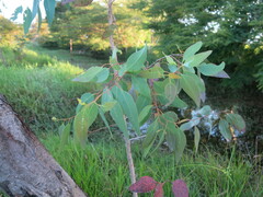 Eucalyptus globulus