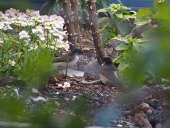 Petrochelidon nigricans