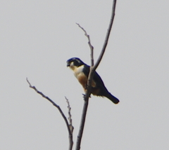 Microhierax fringillarius