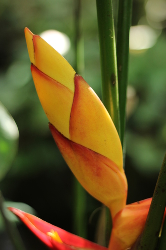 Heliconia uxpanapensis, photograph 2