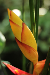 Heliconia uxpanapensis, photograph (c) Adrianh M. Orozco, some rights reserved (CC BY)