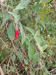 Fuchsia boliviana