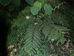 Alsophila spinulosa