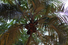 Astrocaryum mexicanum