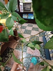 Hydrangea chinensis